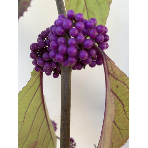 27 - TWO PURPLE CALLICARPA STANDARD TREES BODINIERI PROFUSION IN 4 LTR POTS 140-150CM IN HEIGHT TO BE SOL... 