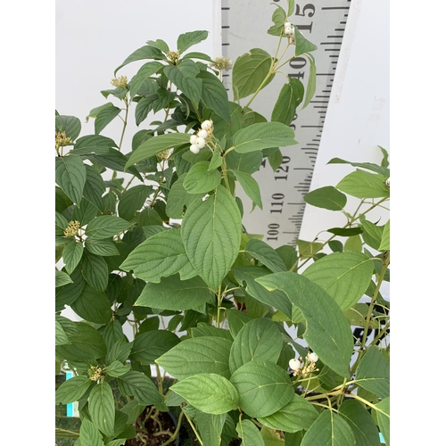 44 - TWO VERY LARGE CORNUS SERICEA 'FLAVIRAMEA' WITH WHITE FLOWERS APPROX 160CM IN HEIGHT.GREAT WINTER CO... 