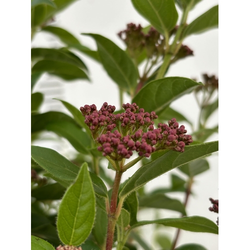 15 - A PAIR OF VIBERNUM TINUS STANDARD TREES 85CM TALL IN THREE LITRE POTS TO BE SOLD FOR THE TWO