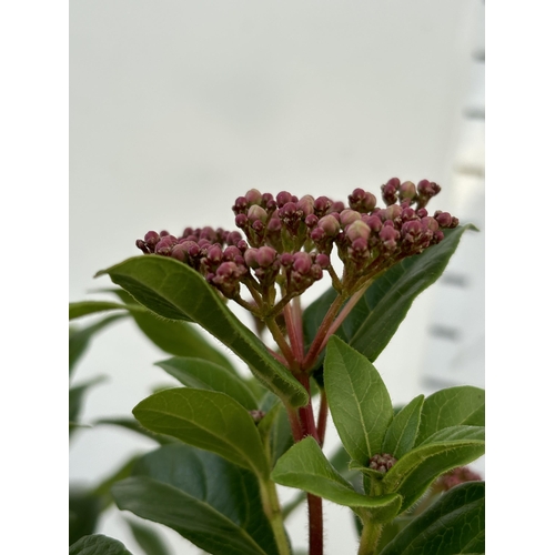 15 - A PAIR OF VIBERNUM TINUS STANDARD TREES 85CM TALL IN THREE LITRE POTS TO BE SOLD FOR THE TWO