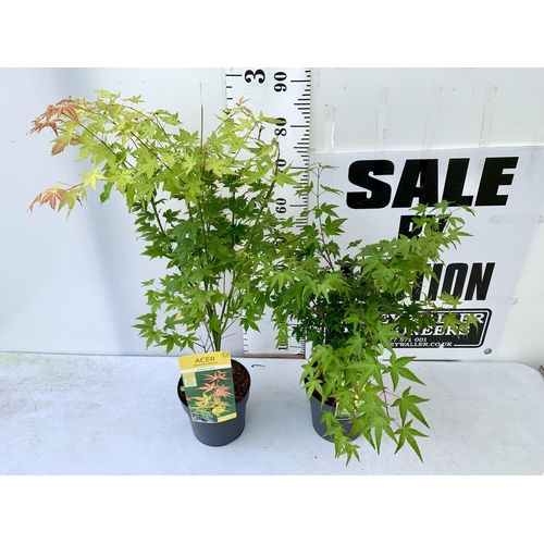 25 - TWO ACER PALMATUMS 'ORANGE DREAM' AND 'LITTLE PRINCESS' IN 3 LTR POTS. APPROX 70-90CM IN HEIGHT TO B... 