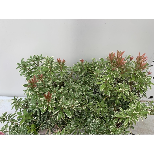 77 - TWO PIERIS JAPONICA 'LITTLE HEATH' IN 3 LTR POTS 60CM TALL TO BE SOLD FOR THE TWO