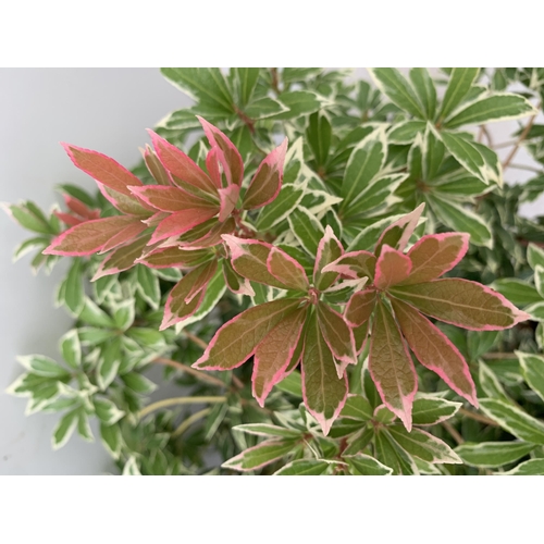 77 - TWO PIERIS JAPONICA 'LITTLE HEATH' IN 3 LTR POTS 60CM TALL TO BE SOLD FOR THE TWO