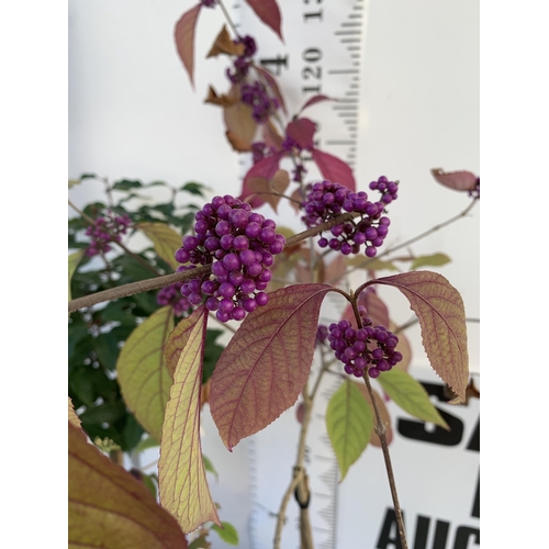 37 - THREE MIXED STANDARD TREES IN 3 LTR POTS - ONE VIBURNUM 'WATANABE', ONE PURPLE BERRY CALLICARPA, ONE... 