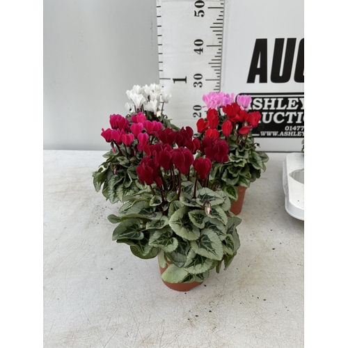 18 - NINE CYCLAMEN MULTICOLOURED SUPER SERIES PICASSO PLANTS 21CM IN HEIGHT, TO BE SOLD FOR THE NINE