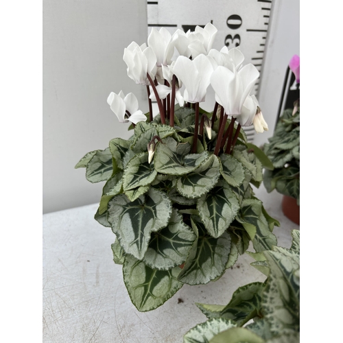 18 - TWELVE CYCLAMEN SUPER SERIES PICASSO PLANTS 21CM TO BE SOLD FOR THE TWELVE