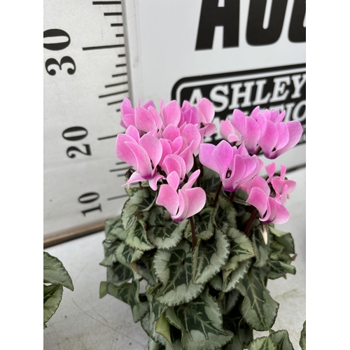 18 - NINE CYCLAMEN MULTICOLOURED SUPER SERIES PICASSO PLANTS 21CM IN HEIGHT, TO BE SOLD FOR THE NINE