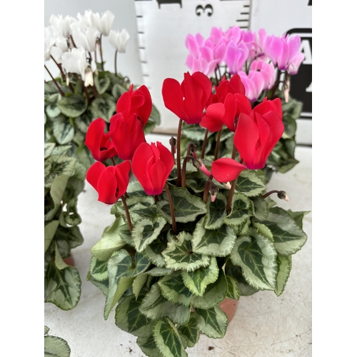 18 - NINE CYCLAMEN MULTICOLOURED SUPER SERIES PICASSO PLANTS 21CM IN HEIGHT, TO BE SOLD FOR THE NINE