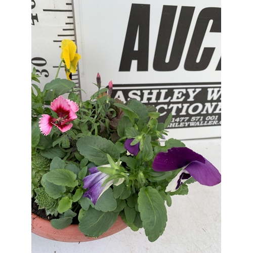 11 - TWO PLANTERS FILLED WITH WINTER BEDDING TO INCLUDE PANSIES, SILVER CINERARIA, DIANTHUS, SEMPERVIVUMS... 