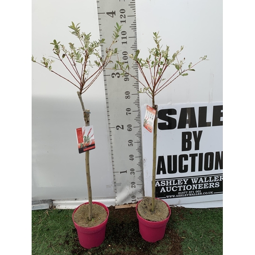 101 - TWO STANDARD SALIX INTEGRA 'FLAMINGO' APPROX 110-120CM IN HEIGHT IN 3 LTR POTS TO BE SOLD FOR THE TW... 