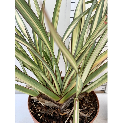 107 - TWO LARGE PHORMIUM TENAX 'RAINBOW QUEEN' AND 'TRICOLOUR' APPROX 80CM IN HEIGHT IN 5 LTR POTS TO BE S... 