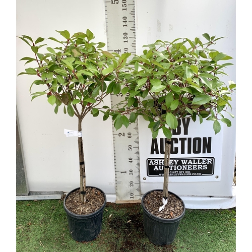 109 - A PAIR OF STANDARD PHOTINIA FRASERI RED ROBIN TREES 130CM TALL IN A 10 LTR POT TO BE SOLD FOR THE PA... 