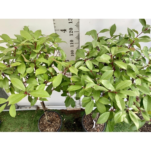 109 - A PAIR OF STANDARD PHOTINIA FRASERI RED ROBIN TREES 130CM TALL IN A 10 LTR POT TO BE SOLD FOR THE PA... 