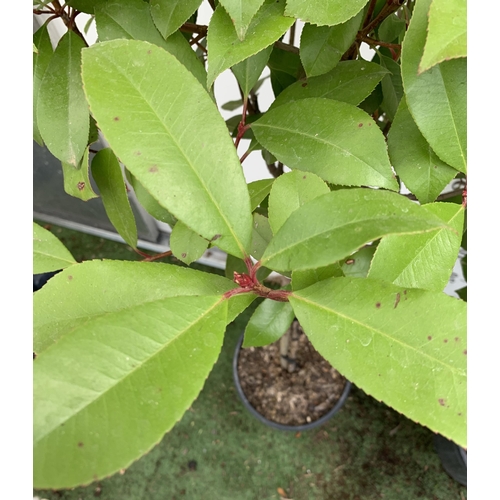 109 - A PAIR OF STANDARD PHOTINIA FRASERI RED ROBIN TREES 130CM TALL IN A 10 LTR POT TO BE SOLD FOR THE PA... 