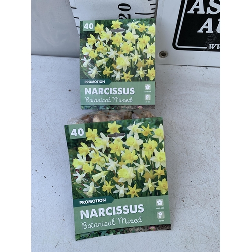 117 - EIGHTY BOTANICAL MIX NARCISSUS BULBS IN TWO PACKS. TO BE SOLD FOR THE EIGHTY