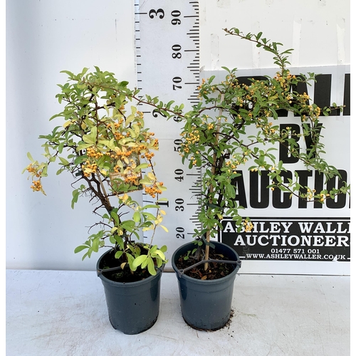 127 - TWO LARGE PYRACANTHA, 'SUNNY STAR' WITH YELLOW BERRIES. APPROX 80-90CM IN HEIGHT IN 7 LTR POTS TO BE... 