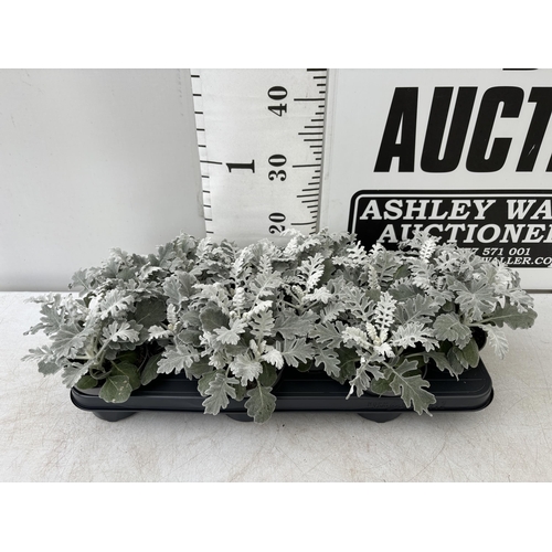 9 - TWELVE SILVER CINERARIA SENECIO MARITIMA 22CM TO BE SOLD FOR THE TWELVE