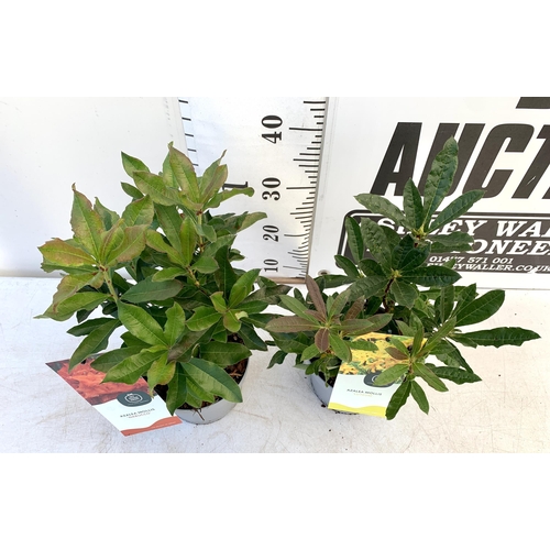 130 - TWO AZALEA MOLLIS ONE 'NABUCCO' IN RED AND ONE 'LUTEUM' IN YELLOW IN 2 LTR POTS. APPROX 40-50CM IN H... 