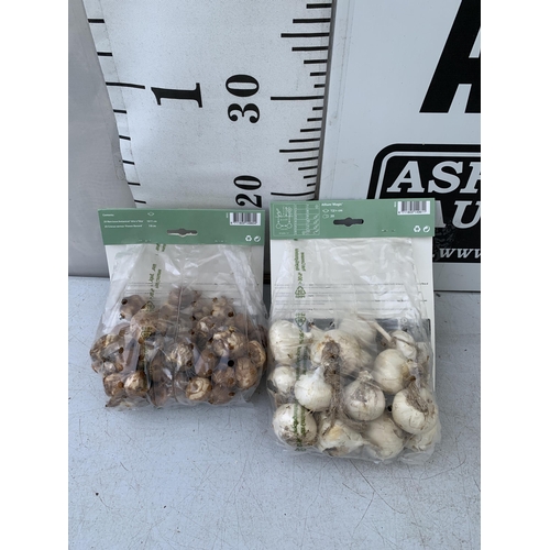 144 - SEVENTY SPRING BULBS IN TWO PACKS. ONE PACK OF TWENTY ALLIUMS AND ONE PACK OF FIFTY NARCISSUS AND CR... 