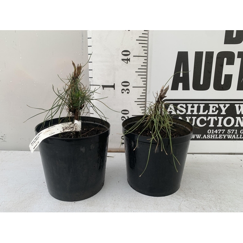 152 - TWO AUSTRIAN OR BLACK PINE TREES 'PINUS NIGRA' IN 3 LTR POTS. APPORX 30-40CM IN HEIGHT TO BE SOLD FO... 