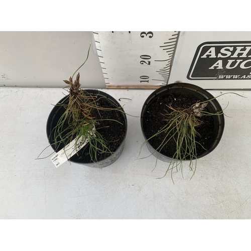 152 - TWO AUSTRIAN OR BLACK PINE TREES 'PINUS NIGRA' IN 3 LTR POTS. APPORX 30-40CM IN HEIGHT TO BE SOLD FO... 