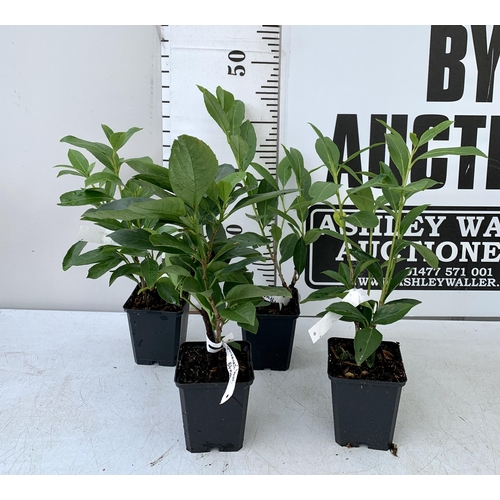 163 - FOUR HEDGING PRUNUS 'CAUCASICA' CHERRY LAUREL IN 9CM POTS. APPROX 40-50CM IN HEIGHT TO BE SOLD FOR T... 