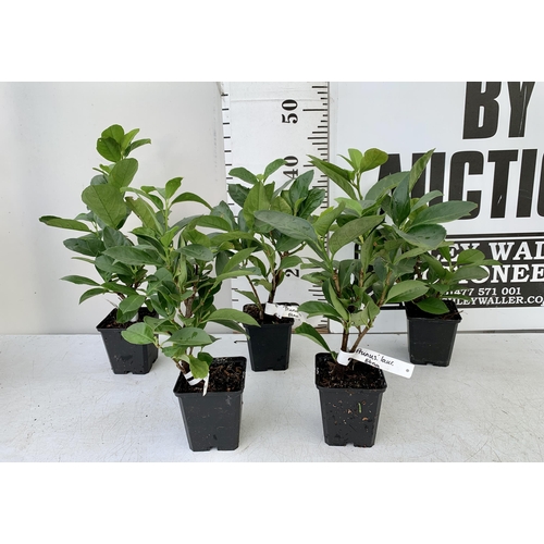 164 - FIVE HEDGING PRUNUS 'ETNA' LAUREL IN 9CM POTS. APPROX 40CM IN HEIGHT TO BE SOLD FOR THE FIVE