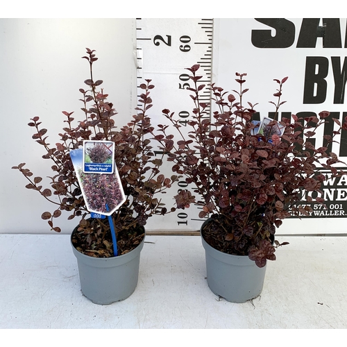 31 - TWO LOPHOMYRTUS RALPHII NEW ZEALAND MYRTLE  'BLACK PEARL' IN 2 LTR POTS HEIGHT APPROX 70CM, TO BE SO... 