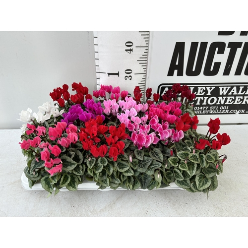 4 - TWELVE CYCLAMEN SUPER SERIES PICASSO PLANTS 21CM TO BE SOLD FOR THE TWELVE