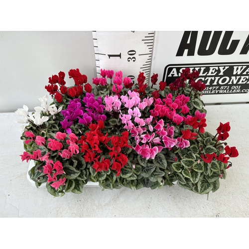 4 - TWELVE CYCLAMEN SUPER SERIES PICASSO PLANTS 21CM TO BE SOLD FOR THE TWELVE