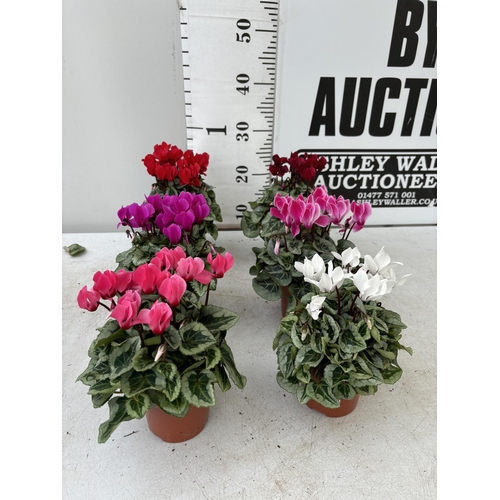 4 - TWELVE CYCLAMEN SUPER SERIES PICASSO PLANTS 21CM TO BE SOLD FOR THE TWELVE