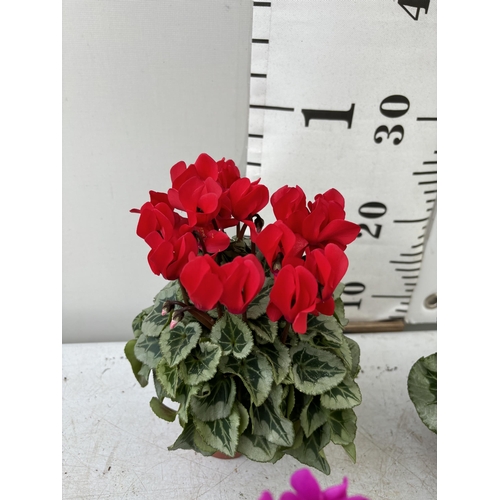 4 - TWELVE CYCLAMEN SUPER SERIES PICASSO PLANTS 21CM TO BE SOLD FOR THE TWELVE