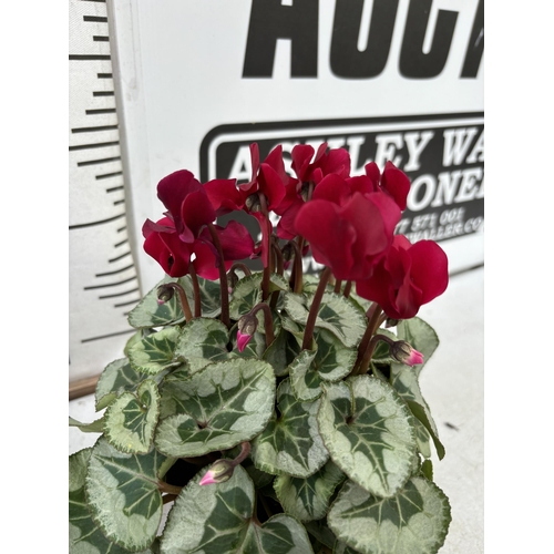 4 - TWELVE CYCLAMEN SUPER SERIES PICASSO PLANTS 21CM TO BE SOLD FOR THE TWELVE