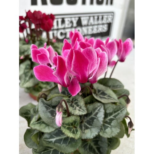 4 - TWELVE CYCLAMEN SUPER SERIES PICASSO PLANTS 21CM TO BE SOLD FOR THE TWELVE