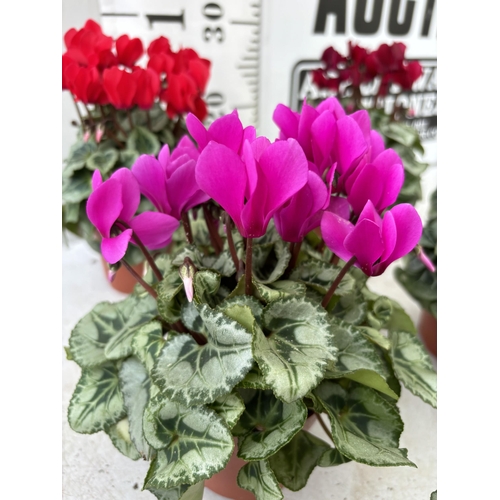 4 - TWELVE CYCLAMEN SUPER SERIES PICASSO PLANTS 21CM TO BE SOLD FOR THE TWELVE