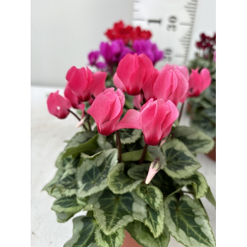 4 - TWELVE CYCLAMEN SUPER SERIES PICASSO PLANTS 21CM TO BE SOLD FOR THE TWELVE