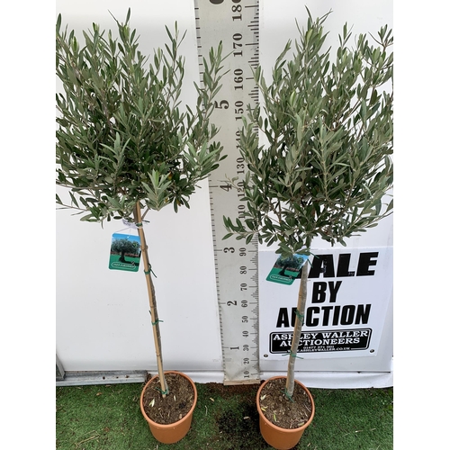 206 - TWO LARGE ITALIAN OLIVE STANDARD TREES OVER 180CM IN HEIGHT IN 9 LTR POTS NO VAT TO BE SOLD FOR THE ... 