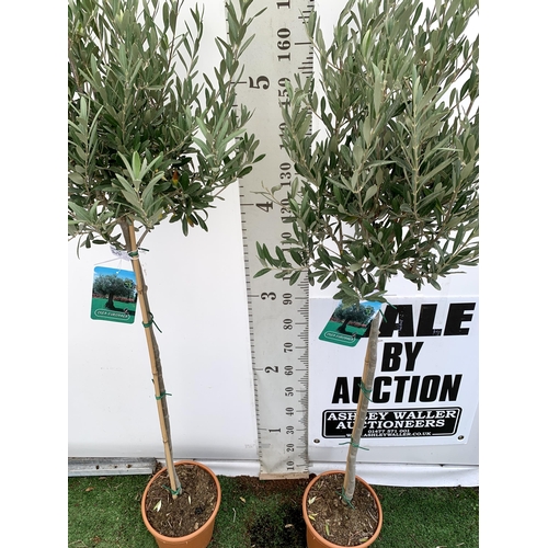 206 - TWO LARGE ITALIAN OLIVE STANDARD TREES OVER 180CM IN HEIGHT IN 9 LTR POTS NO VAT TO BE SOLD FOR THE ... 