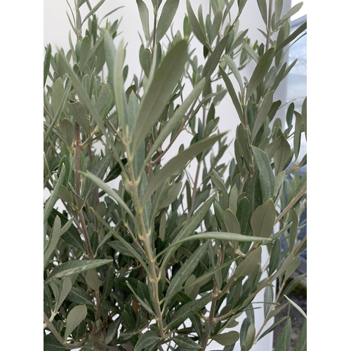 206 - TWO LARGE ITALIAN OLIVE STANDARD TREES OVER 180CM IN HEIGHT IN 9 LTR POTS NO VAT TO BE SOLD FOR THE ... 