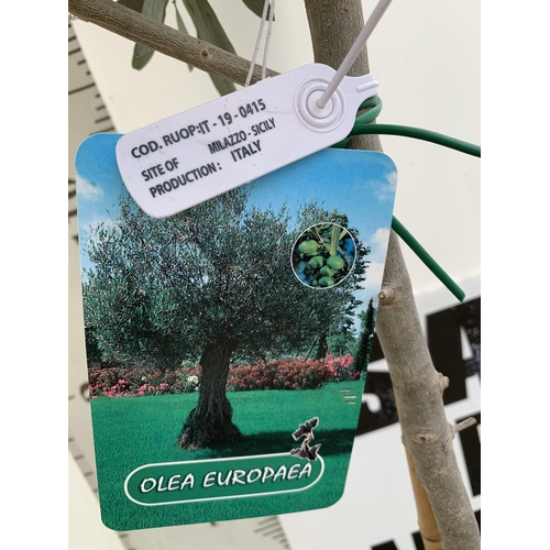 206 - TWO LARGE ITALIAN OLIVE STANDARD TREES OVER 180CM IN HEIGHT IN 9 LTR POTS NO VAT TO BE SOLD FOR THE ... 