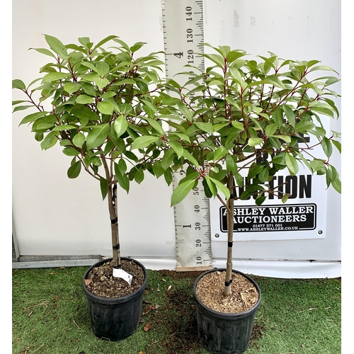 207 - A PAIR OF STANDARD PHOTINIA FRASERI RED ROBIN TREES 130CM TALL IN A 10 LTR POT TO BE SOLD FOR THE PA... 