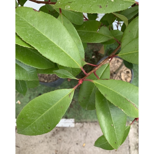 207 - A PAIR OF STANDARD PHOTINIA FRASERI RED ROBIN TREES 130CM TALL IN A 10 LTR POT TO BE SOLD FOR THE PA... 