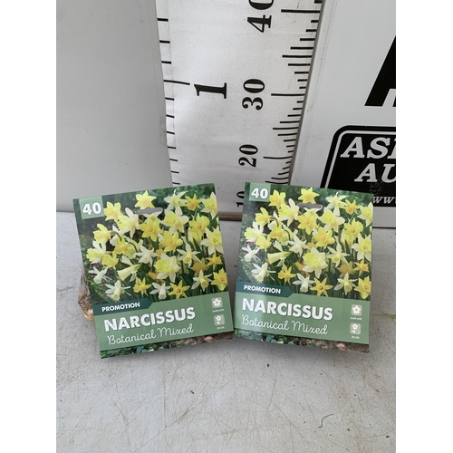 214 - EIGHTY BOTANICAL MIX NARCISSUS BULBS IN TWO PACKS. TO BE SOLD FOR THE EIGHTY