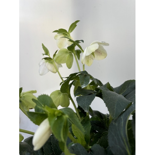 12 - TWO HELLEBOROUS ORIENTALIS IN THREE LITRE POTS 50CM TALL TO BE SOLD FOR THE TWO