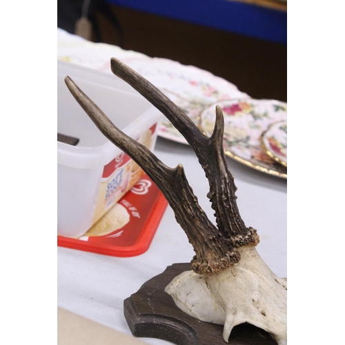 159 - A TAXIDERMY DEER SKULL ON A WOODEN PLINTH