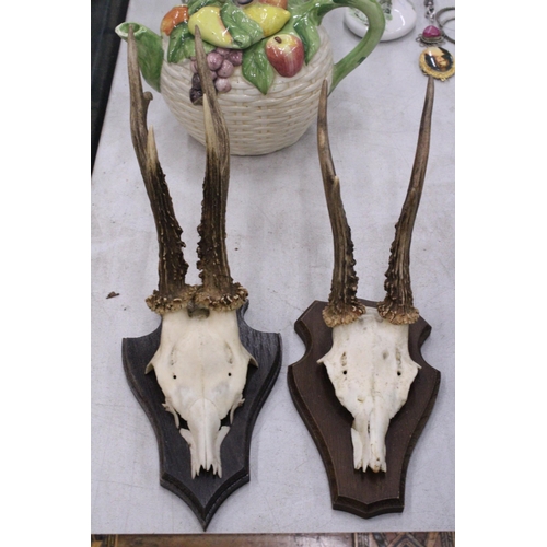 175 - A PAIR OF TAXIDERMY DEER SKULLS ON WOODEN MOUNTS