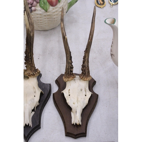 175 - A PAIR OF TAXIDERMY DEER SKULLS ON WOODEN MOUNTS