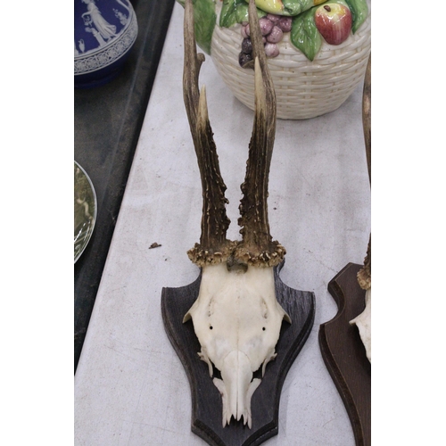 175 - A PAIR OF TAXIDERMY DEER SKULLS ON WOODEN MOUNTS