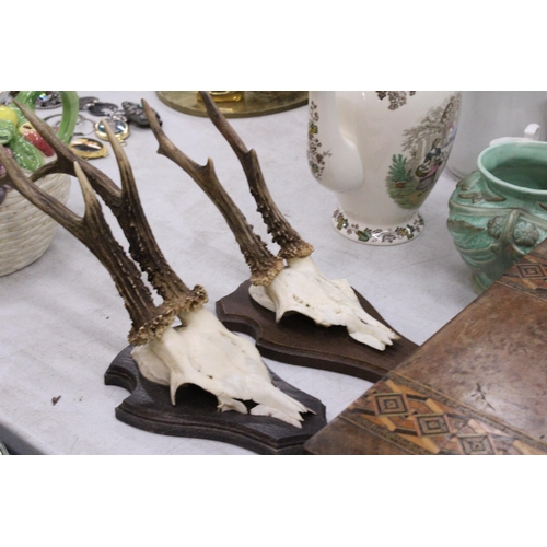 175 - A PAIR OF TAXIDERMY DEER SKULLS ON WOODEN MOUNTS