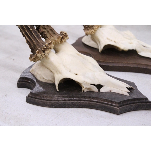 175 - A PAIR OF TAXIDERMY DEER SKULLS ON WOODEN MOUNTS